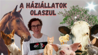 Háziállatok olaszul